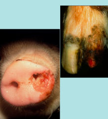 Swine vesicular disease
