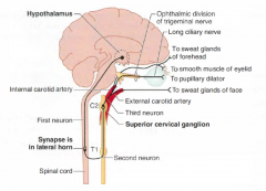 3-neuron  oculosympathetic pathway projects from the hypothalamus to the intermediolateral column of the spinal cord, then to the superior cervical (sympathetic) ganglion, and finally to the pupil, the smooth muscle of the eyelids, and the sweat g...