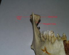 lateral pole of the mandibular condyle can be palpated anterior to external auditory meatus of the ear esp when opening and closing the mouth