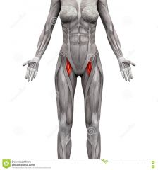 Quadriceps femoris  Adductor Brevis