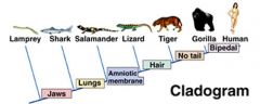 - A diagram that displays proposed evolutionary relationships among a group of species

- Uses parsimony (least no. of groupings)

- Groupings further down the line are closer relatives


 