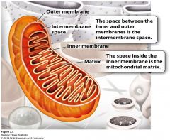 Stages 2-4 of cellular respiration take place here. Contains outer membrane, intermembrane space, inner membrane, and the Matrix. 