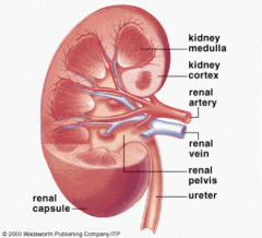 what are the two regions inside the kidneys ?
Which is outter 
which is inner ?