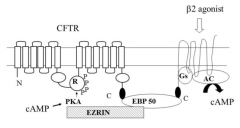 Beta-2 agonist e.g. salbutamol binds to 7TM spanning (G) protein, which activates adenelyl cyclase causing an increase in cAMP concentration 

The G-protein is linked to Ezrin Binding Protein 50 (EBP50)  which forms a trimolecular complex with C...