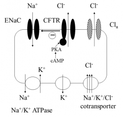 Normally, chloride ions move into the cell via the Na+/K+/Cl- transporter in the basolateral membrane

 CFTR is activated by phosphorylation of the regulatory domain or by hydrolysis of ATP bound to NBD1, this causes chloride ions to exit the cel...