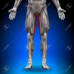 Quadriceps femorisGracilis
