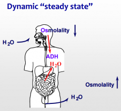 H2O in -->


Osmolality decreases in the blood-->


This decrease is sensed by osmoreceptors in the brain-->


Production of ADH-->


H2O out--->


Osmolality increase.