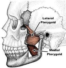 Lat. pterygoid muscle actively assists in controlling posterior movement of disk during mouth closing through eccentric contraction