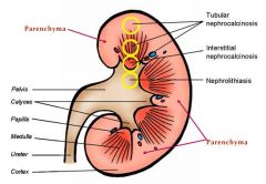 -renal parenchyma. (functional unit of the kidney)
-(renal pelvis also a functional unit)