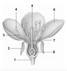 In the flower diagram shown, the item labeled "5" is the