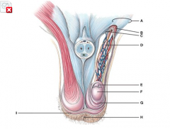 Which structure has a portion removed in a vasectomy?