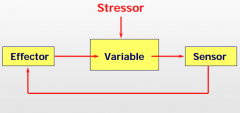 Feedback regulation is the main component of homeostasis.


A) On/Off system (a very rough system)
B) Proportional system (On/Off working at the same time in "tonus").


The mechanism:
1. A stressor will affect a variable 
2. This variable trigger...