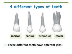 Incisors, molars, canines and premolars.