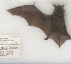 Myotis lucifugus
little brown bat