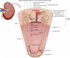 what does a renal lobe consist of ?
