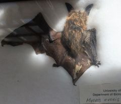 Myotis evotis
long-eared bat
