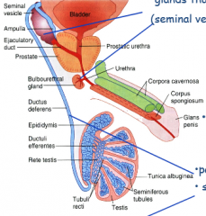1. Paired Testes
2. Set of Tubules form Testes to Penis
3. Glands That contirbute semen
4. Penis (Muscles)