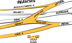 Terminal Branches -- anterior to the axillary artery 