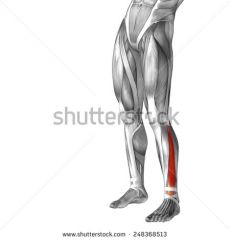 Leg Muscles
Flexor Digitorium longus