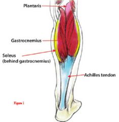 Leg Muscles
Plantaris