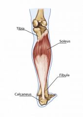Leg Muscles
Soleus
