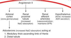 effects of Angiotensin II on: Adrenal cortex: Aldosterone secretion, increases NaCl absoprtion, which acts on MDC(Medullary thick ascending limb of henle, Distal Tubule, Collecting duct