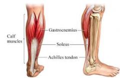 Leg Muscles 
Gastrocnemius