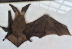 corynorhinus townsendii
townsendiis big eared bat