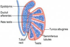 Primary Male Sex Organ
1. Produce Spermatozoa
2. Produce Testosterone