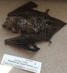 lasiurus cinerus
hoary bat