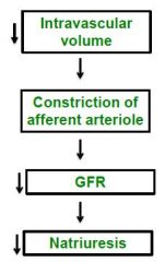 RSN decrease intravascular volume, leads to contriction of afferent arteriole, lowers GFR, lowers natriuresis