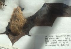 eptesicus fuscus
big brown bat