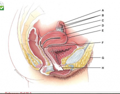 This is the site for implantation of a fertilized ovum.