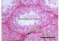 Site of spermatogenesis