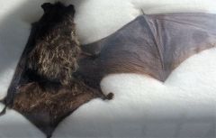 lasionycterus noctivigans
silver haired bat