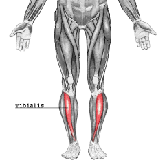Leg Muscles 
Tibialis anterior