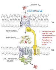 TonB acts on the "cork" domain of the TBDT that blocks the OM receptor until it is engaged by its substrate (such as Vitamin B12)