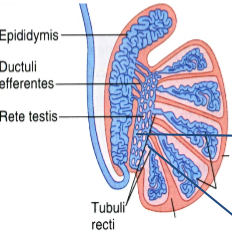 Carry spermatozoa and liquid from seminiferous tubules to the duct of the epididymis
1. Tubuli Recti
2. Rete Testes