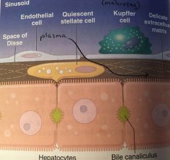 - Space of Disse: space btw endothelial cell and hepatocytes, where plasma can flow freely to distribute/uptake substances.
- Kuppfer cells: macrophages of liver
- Stellate cell/lipocyte: in Space of Disse, storing Vit A which is released under st...