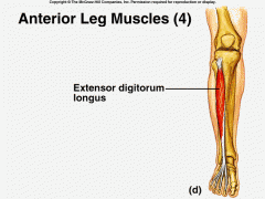 Leg Muscles
Extensor Digitorium longus