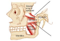 lateral and medial pterygoid