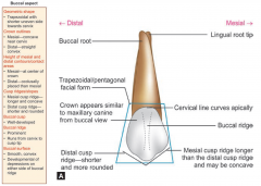 

Maxillary 1st premolar—buccal aspect

