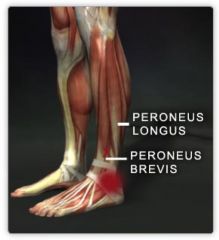 Leg Muscle 
Peroneus Brevis
