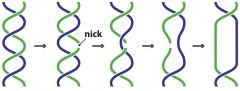 Makes a nick in one strand of DNA
second strand passes through nick
opens up strand in order for replication and releases stress