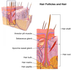 Hair follicle is located deep in dermis. It produces nonliving hairs. Its wrapped in a dense connective tissue sheath and the base is surrounded by sensory nerves (root hair plexus)
The arrector pili involuntary smooth muscle, it causes hairs to s...