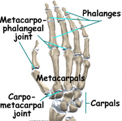 Metacarpophalngeal joints 