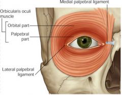 Face and Head Muscles
Orbicularis oculi