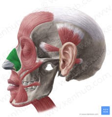 Face and Head Muscles
Nasalis