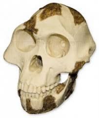 A. afarensis (ape-like)


- Low & receding forehead


- Prominent brow


- Projecting face


A. africanus 


- Higher forehead


- Less pronounced brow


- Flatter face


H. habilis


- Face now bigger and flatter


H. erectus


- Flat top


- Pro...