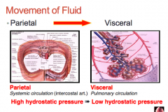 Parietal = high HP 100 ml/hr fluid formation (promotes movement of fluid into pleural space through mesothelial junctions.
Viceral = low hydrostatic pressure (300 ml/hr fluid absorption)
